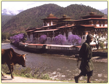  The Punkha Dzong , Bhutan Tour, bhutan trekking tours